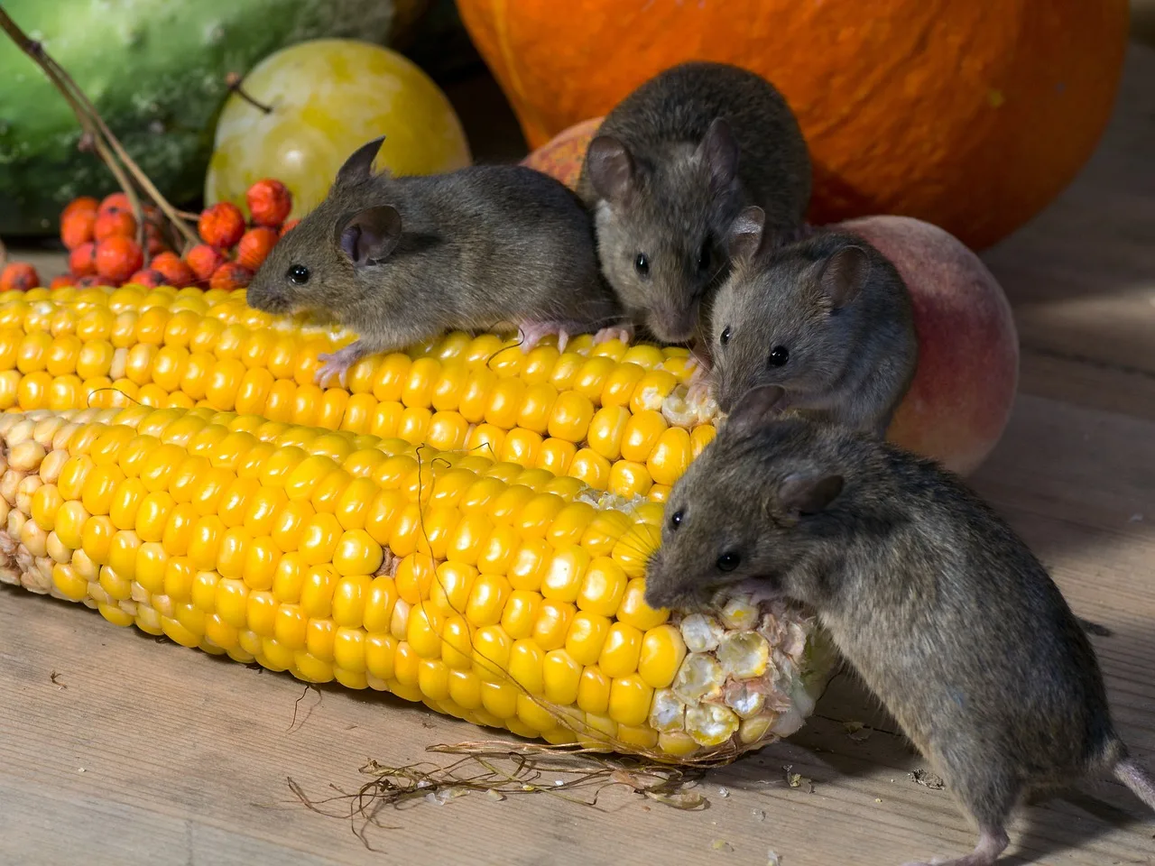 ratones